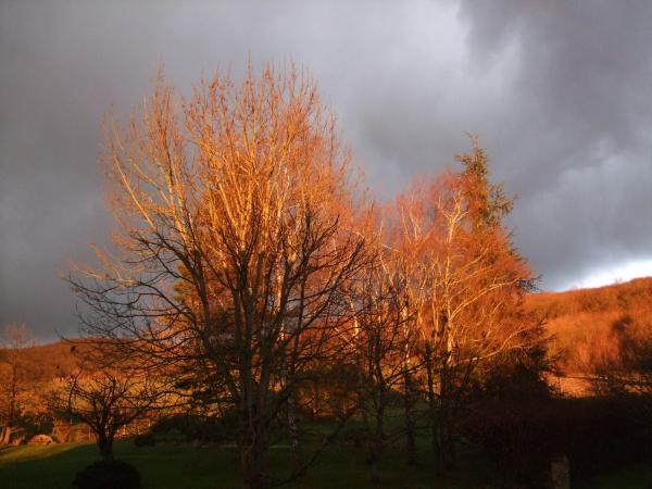 Arbres à Collonge