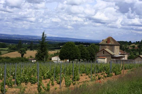 Paysage de vignes En Durot