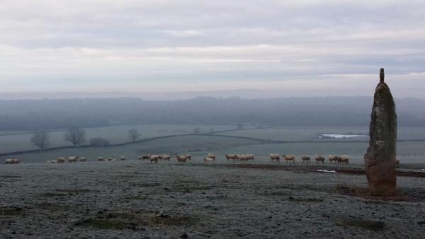 moutons à la Pierre Levée