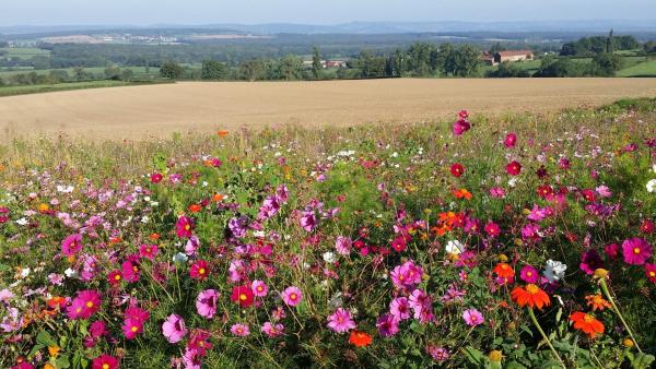 Paysage fleuri de La Chapelle-sous-Brancion